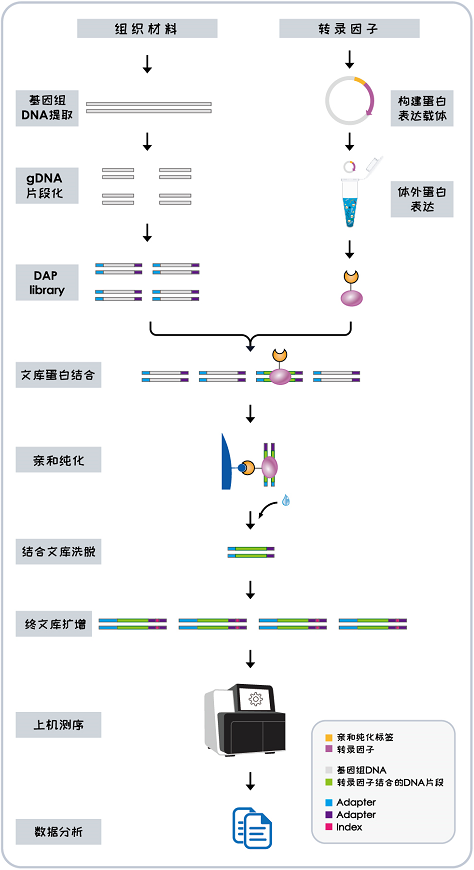 DAP-seq实验流程.png