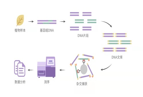 被子植物353个单拷贝核基因靶向捕获测序服务