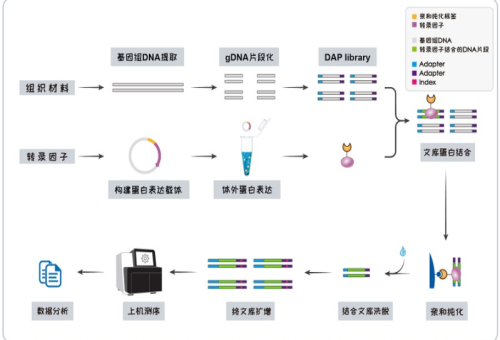 DAP-seq（DNA亲和纯化测序）