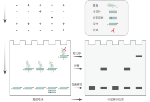 凝胶迁移或电泳迁移率实验（EMSA）