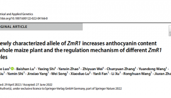 客户文章 | DAP-seq应用于鉴定玉米ZmR1的靶基因及对花青素合成调控的研究