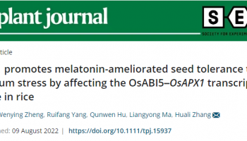 客户文章 | The Plant Journal：DAP-seq应用于褪黑素促进种子萌发的分子机制研究