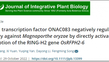 客户文章 | DAP-seq技术在NAC转录因子负调控水稻对稻瘟病免疫反应分子机制研究中的应用