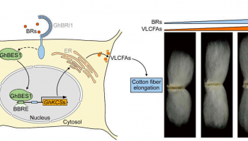 客户文章 | 中棉所李付广团队揭示油菜素内酯（BR）调控棉花纤维伸长新机制