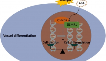 客户文章 | DAP-seq技术鉴定全基因组水平上的ZjVND7靶基因，揭示酸枣全基因组复制在调节木质部导管分化和耐旱性中的作用