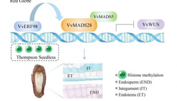 客户文章 | 应用DAP-seq技术鉴定一个葡萄MADS-box转录因子的靶基因，揭示VvMADS28参与葡萄胚珠发育的调控机制