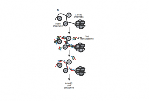 染色质可及性测序（ATAC-seq）