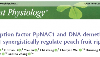 客户文章 | 转录因子PpNAC1和DNA去甲基酶PpDML1协同调控桃果实成熟