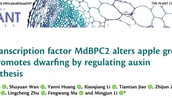 客户文章 | DAP-seq技术助力揭示BBR/BPC家族的MdBPC2转录因子调控苹果生长素的生物合成从而促进苹果生长及矮化