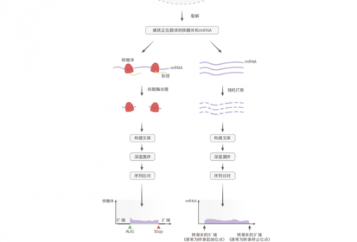 Ribo-seq