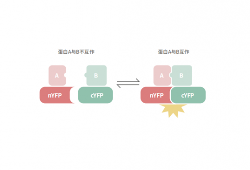 双分子荧光互补技术（BiFC）