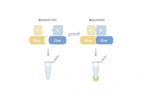 荧光素酶互补实验（LCA）