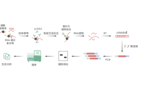 RNA免疫共沉淀测序（RIP-seq）