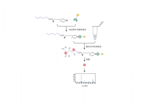 RNA Pull Down