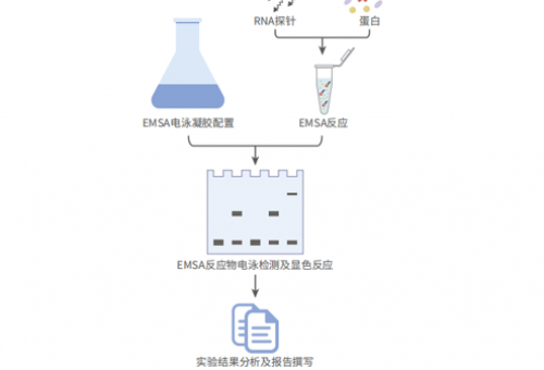 RNA凝胶迁移或电泳迁移率实验（RNA-EMSA）