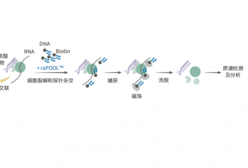 体内RNA亲和纯化（RAP）