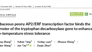 客户文章 | DNA pull down技术助力揭示AP2/ERF类转录因子提高芍药耐高温能力的分子机制