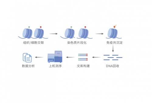 染色质免疫共沉淀（ChIP-seq）