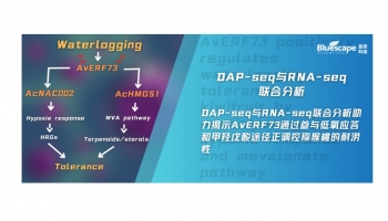 客户文章 | DAP-seq与RNA-seq联合分析助力揭示AvERF73通过参与低氧应答和甲羟戊酸途径正调控猕猴桃的耐涝性