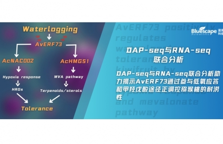客户文章 | DAP-seq与RNA-seq联合分析助力揭示AvERF73通过参与低氧应答和甲羟戊酸途径正调控猕猴桃的耐涝性
