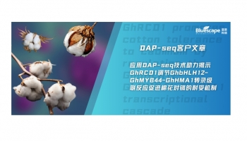 客户文章 | 应用DAP-seq技术助力揭示GhRCD1调节GhbHLH12–GhMYB44–GhHMA1转录级联反应促进棉花对镉的耐受机制