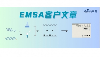 客户文章 | EMSA助力揭示杨树扦插生根中LBD16介导通路的保守性