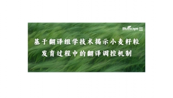 文章分享 | 基于翻译组学技术揭示小麦籽粒发育过程中的翻译调控机制