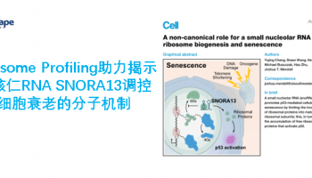 Polysome Profiling助力揭示小核仁RNA SNORA13调控细胞衰老的分子机制