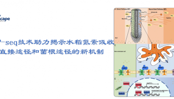 客户文章 ▏DAP-seq技术助力揭示水稻氮素吸收直接途径和菌根途径的新机制