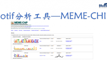 motif分析工具——MEME-CHIP
