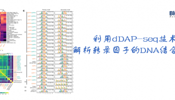 利用dDAP-seq技术解析转录因子的DNA结合特性