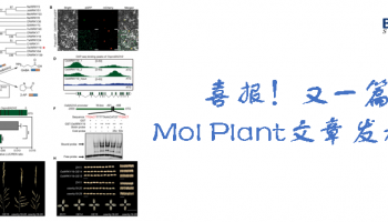 喜报！又一篇Mol Plant文章发表！DAP-seq技术助力客户挖掘水稻香气调控机制