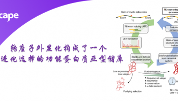 Cell文献：转座子外显化构成了一个受进化选择的功能蛋白质亚型储库