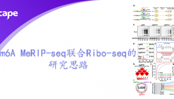 m6A MeRIP-seq联合Ribo-seq的研究思路