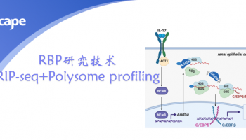 RBP研究技术RIP-seq+Polysome profiling