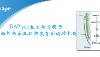客户文章（Current Biology）| DAP-seq技术助力揭示拟南芥根基本组织发育的调控机制