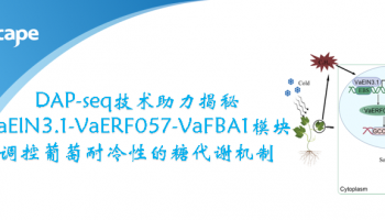 客户文章|DAP-seq技术助力揭秘VaEIN3.1-VaERF057-VaFBA1模块调控葡萄耐冷性的糖代谢机制