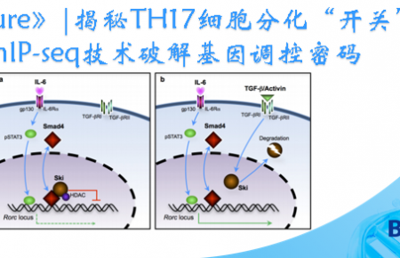 文章分享《Nature Communications》|ATAC-seq开启新视角：探索Shox2基因沙漠的神秘功能