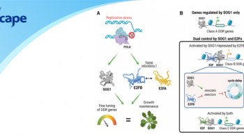 文章分享|ChIP-seq：如何解开拟南芥复制应激谜团？