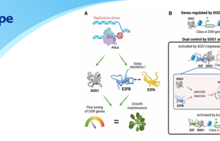 文章分享|ChIP-seq：如何解开拟南芥复制应激谜团？