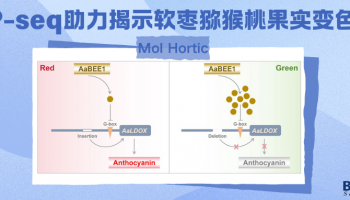 Mol Hortic | DAP-seq助力揭示软枣猕猴桃果实变色机制