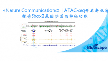文章分享《Nature Communications》|ATAC-seq开启新视角：探索Shox2基因沙漠的神秘功能