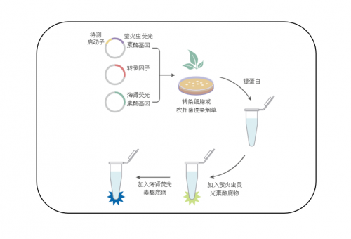 双荧光素酶报告实验（Dual-LUC）