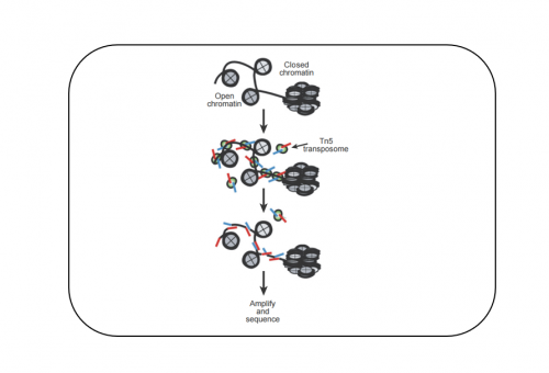 染色质可及性测序（ATAC-seq）