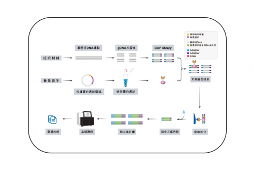 DAP-seq（DNA亲和纯化测序）
