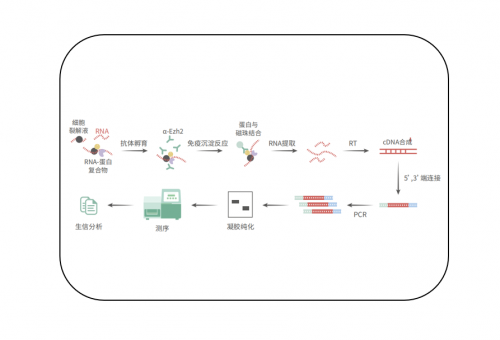 RNA免疫共沉淀测序（RIP-seq）