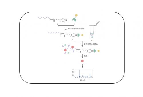 RNA Pull Down