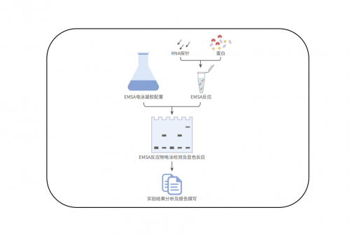 RNA凝胶迁移或电泳迁移率实验（RNA-EMSA）