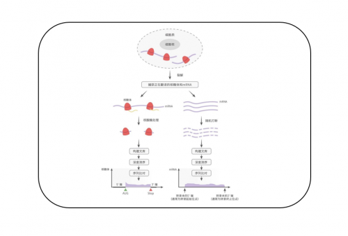 Ribo-seq