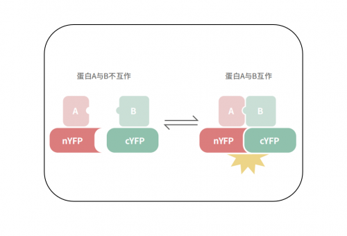 双分子荧光互补技术（BiFC）